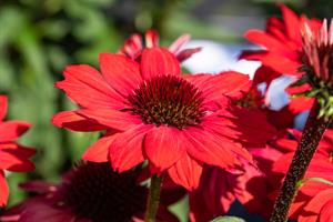 Echinacea Papallo Classic Scarlet on Black